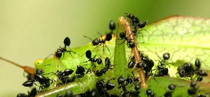 Mieren op een blad