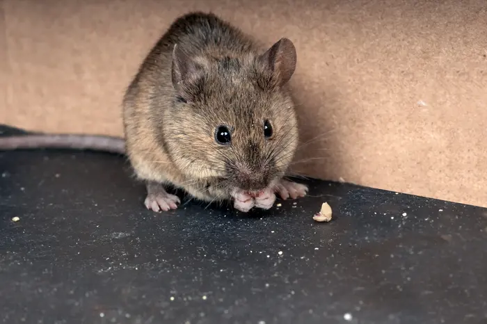 Bosmuis, een van de soorten die in en om huizen voorkomt